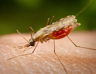 Gambar Pengertian Penyakit Malaria