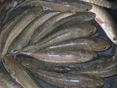 Cara Memilih Bibit Ikan Gabus - Hewan, Cara Sukses Beternak Ikan Gabus - Hewan, Cara Ternak Ikan Gabus - Budidaya News