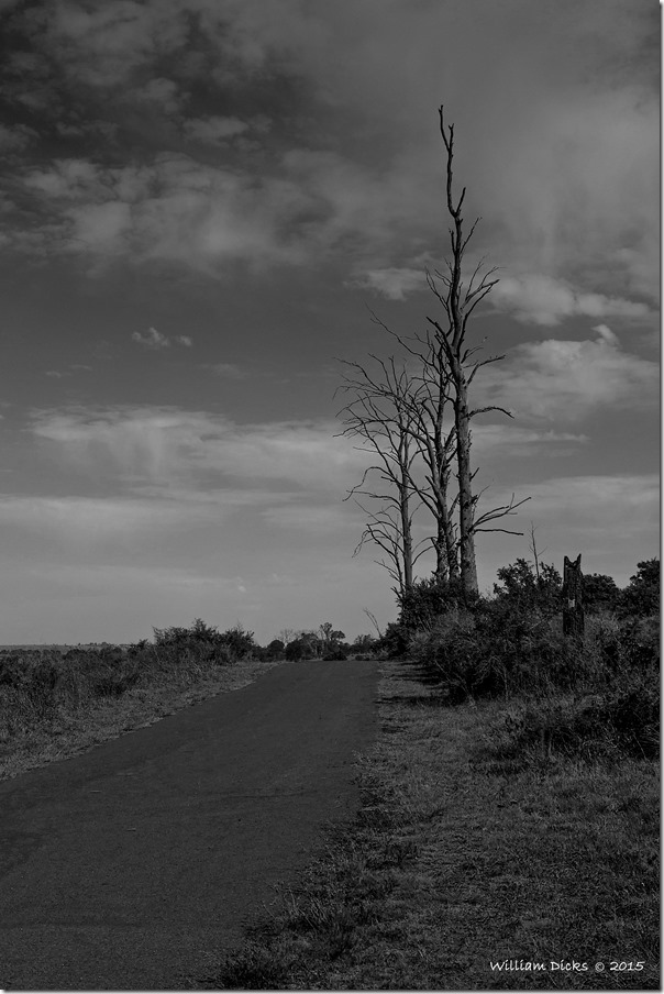 Nature in Rietvlei Nature Reserve