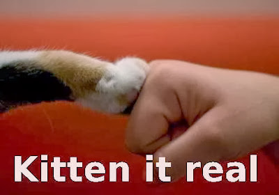 cat and owner fist bump kitten it real