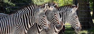 zebras in zoo COVER PHOTO FOR FACEBOOK