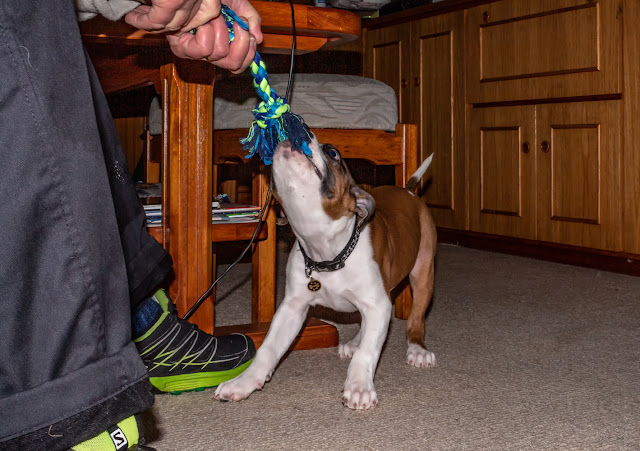 Photo of Ruby playing tug of war with Phil