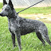 Australian Stumpy Tail Cattle Dog