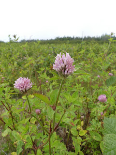 Trèfle des prés - Trifolium pratense - Trèfle violet