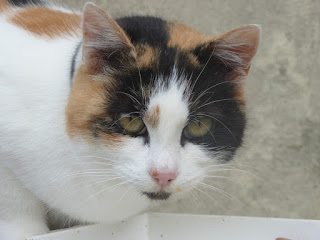 Vivibiocats