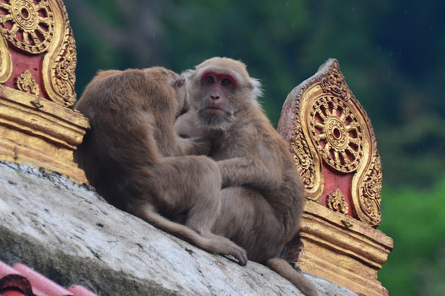 Macaque crabier - Macaca fascicularis