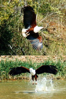 Fish Eagle Fishing Image