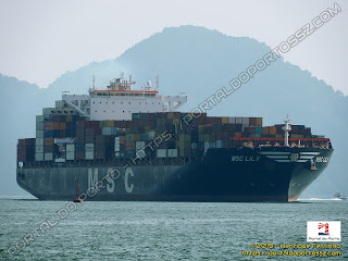 MSC Lily