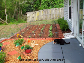 Sunflower Garden Four Rows of Seedlings AND Two Cats ~ JaguarJulie