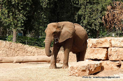 Centro zoológico de Tel Aviv-Ramat Gan