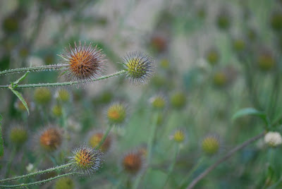 Pflanzen, Natur, Herbst,bystrickwerk