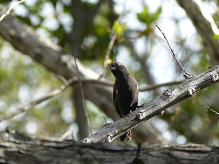 Melopyrrha nigra - Sporophile négrito