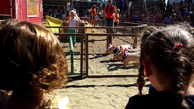 Pig Races