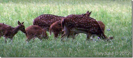 Axis deer