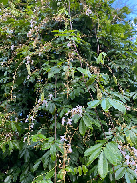 Deguelia scandens