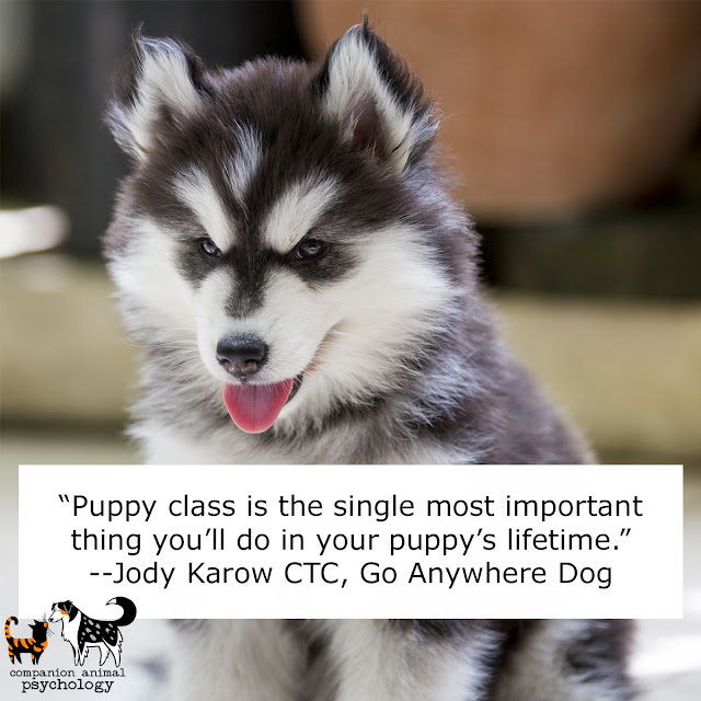 A malamute puppy. "Puppy class is the single most important thing you'll do in your puppy's lifetime"--Jody Karow, Go Anywhere Dog