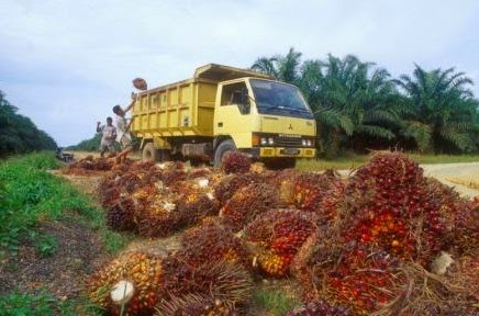 Traksi atau Vehicle Dalam Perkebunan Kelapa Sawit 