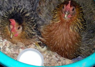 hens with chick, La Ceiba, Honduras