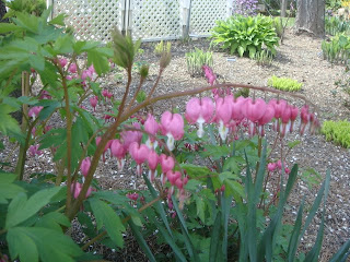 Pink Bleeding Hearts photo by oystergirl