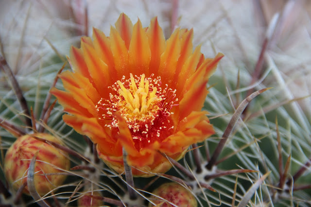 fishhook barrel cactus