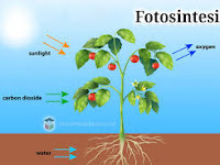 Yok Belajar Fotosintesis pada tumbuhan - Biologi SMA - MA kelas 12
