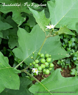 Sundaikkai - Pea Eggplant - Turkish berry