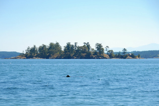 shark, whale siting, san juan island