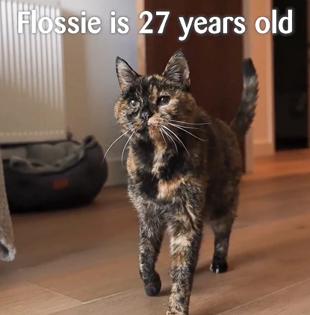 Flossie a tortie cat aged 27