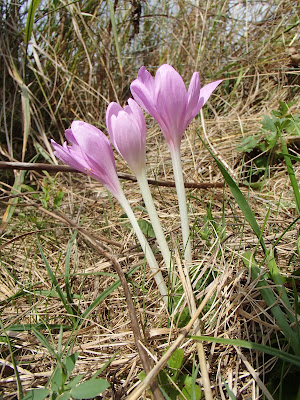 Orawa, Babia Góra, Lipnica Mała, grzyby sierpniowe, grzybobranie na Orawie, zimowit jesienny, Colchicum autumnale