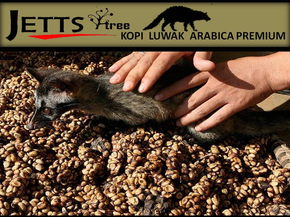  KOPI LUWAK  INDONESIA KOPI LUWAK  KOPI LUWAK  ASLI JUAL 