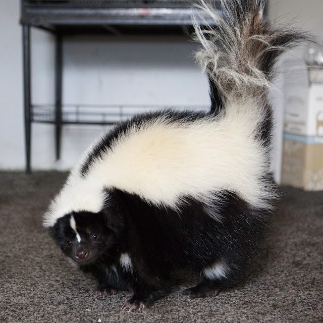 skunk looking into camera with tail in the air.