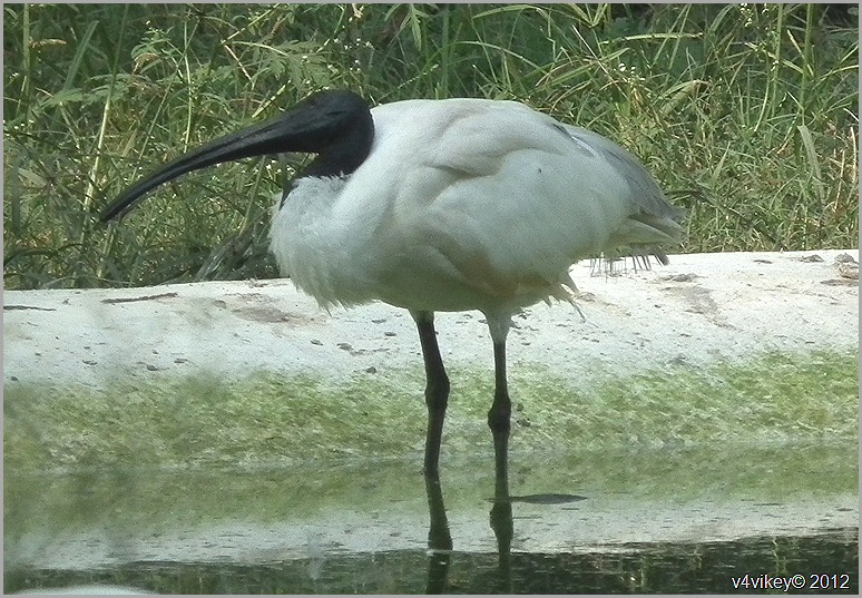 Australian White Ibis