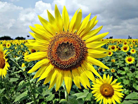 close-up-photo-of-sunflower-nature