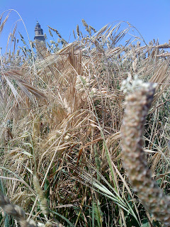 Flower and Tower   Sprint in Tower of Hercules (Corunna, Spain)   by E.V.Pita   http://evpita.blogspot.com/2011/05/flower-and-tower-flores-torre-de.html   Flores + Torre de Hércules  (Primavera en Torre de Hércules, A Coruña)  por E.V.Pita