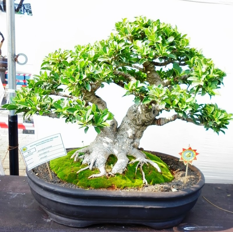10+ Pot Bonsai Keren, Terkini!