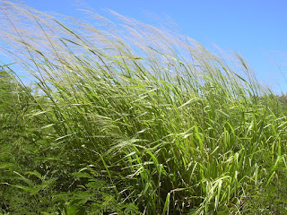 panicum maximum