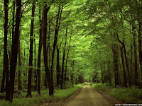 Nature-Forest-Wallpapers-0107