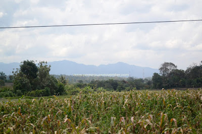 kebun teh bah butong sidamanik pematangsiantar