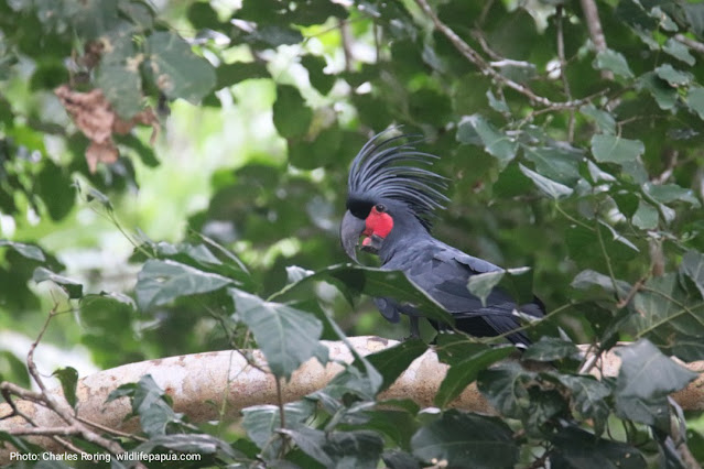 Palm Cockatoo