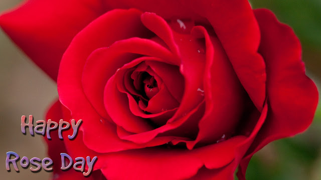 Red-rose-greeting-wallpaper-for-rose-day