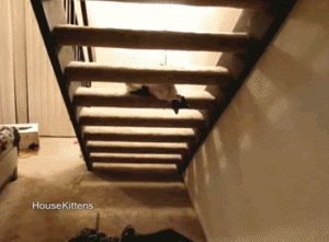 Spider-cat