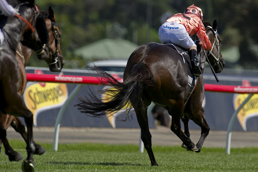 Altre News. Stalloni, Australia ed altre storie. Cosa fa Black Caviar?