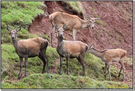 Bradgate Park - October