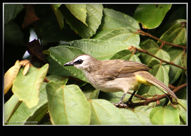 bird picture