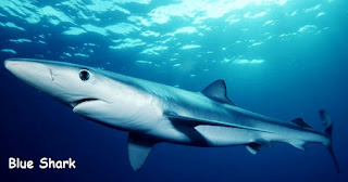 gambar moncong mulut blue shark