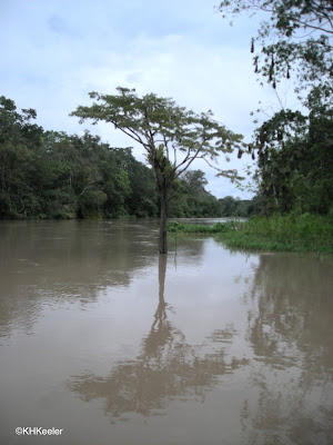 flooded forest, Amazonian Peru