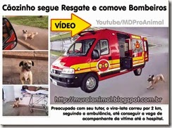caozinho_viatura_bombeiros_thumb[1]