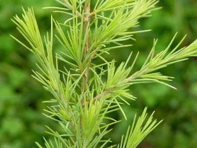 Therapeutic utility of Devadaru or Cedrus deodara is of classical importance in Indian Medicine of Ayurveda, an ancient medical system and culture of India to alleviate Vata ( one of the three elemental substances, or doshas, of the Ayurveda) disorders and Prameha (urinary disorders)