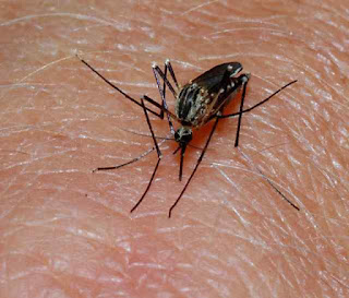 malaria ,Dengue Causes, Symptoms, Treatment,symptoms of viral fever