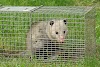 The Green Route: Combining Possum Removal and Environment Preservation